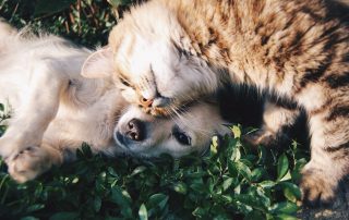 Veterinary Medical Courier